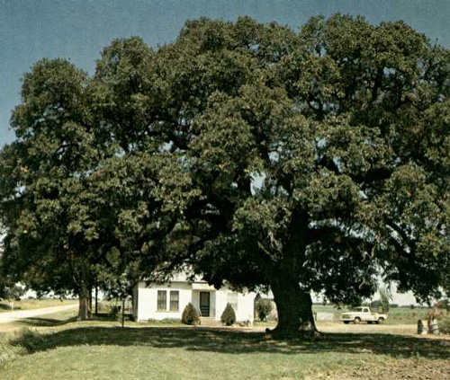 Old Evergreen Tree